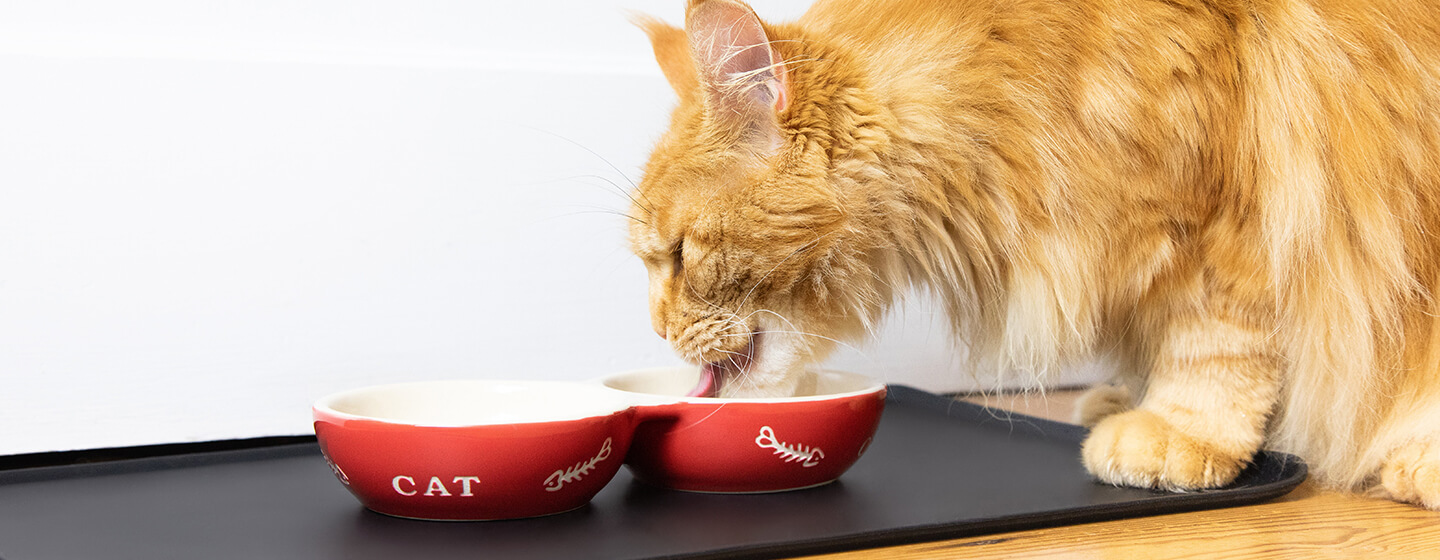 A Guide to Feeding Your Feline Friend