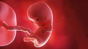 The Impact of Maternal Stress on Fetal Development: Understanding the Connection and Implementing Coping Strategies