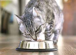 Optimal Feline Wellness: A Holistic Guide to Cat Health and Nutrition