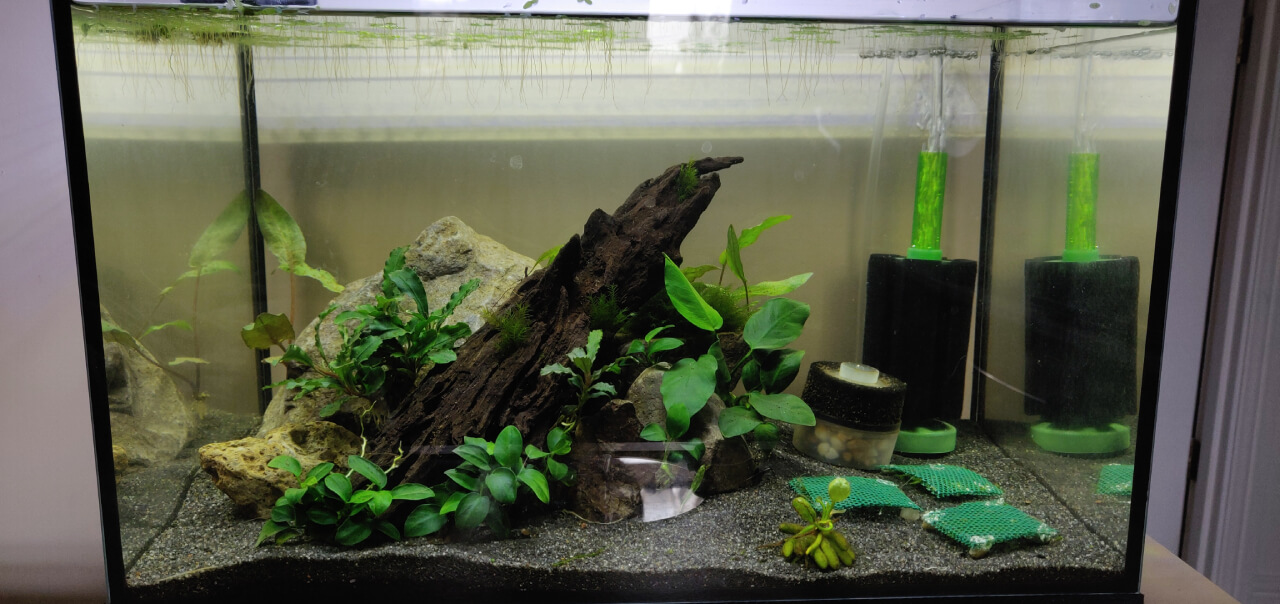 Building a Shrimp-Only Aquarium: The Best Shrimp Species for a Colorful Freshwater Tank