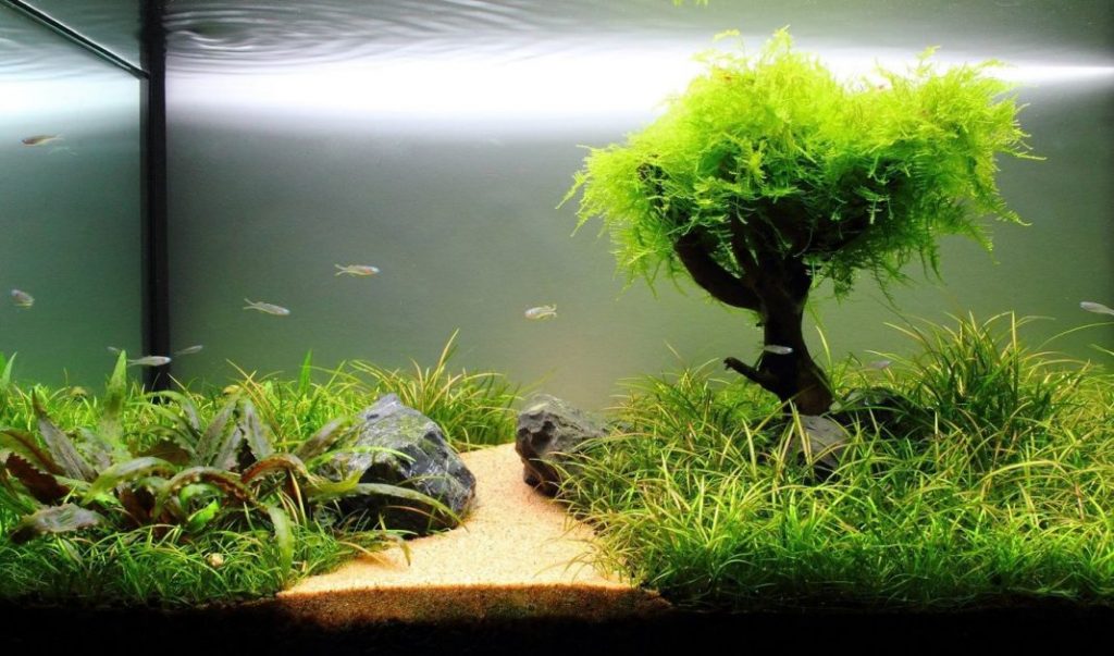 Why Aquarium Plants Are Essential for a Healthy Freshwater Fish Tank