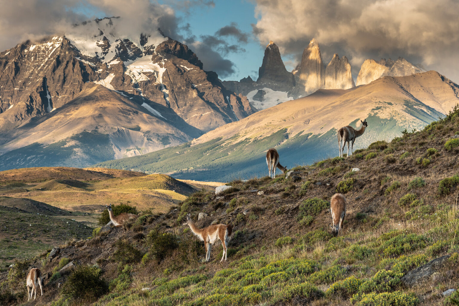 Nature’s Resilience: How Conservation Efforts Are Saving Wildlife in Patagonia